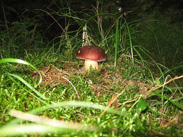 hríb smrekový Boletus edulis Bull.