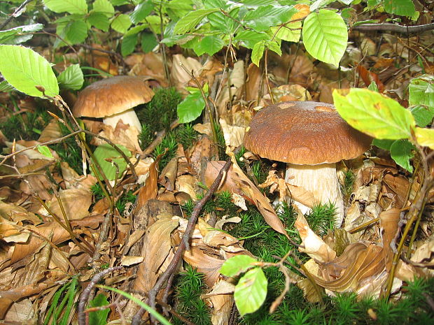 hríb dubový Boletus reticulatus Schaeff.