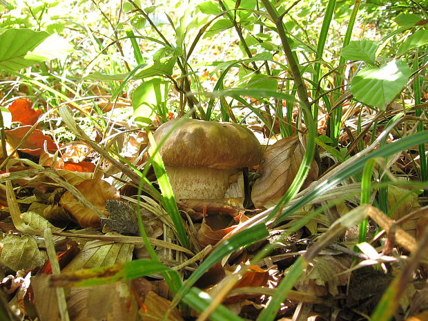 hríb dubový Boletus reticulatus Schaeff.