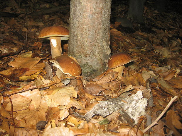 hríb dubový Boletus reticulatus Schaeff.