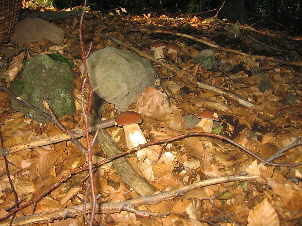 hríb dubový Boletus reticulatus Schaeff.