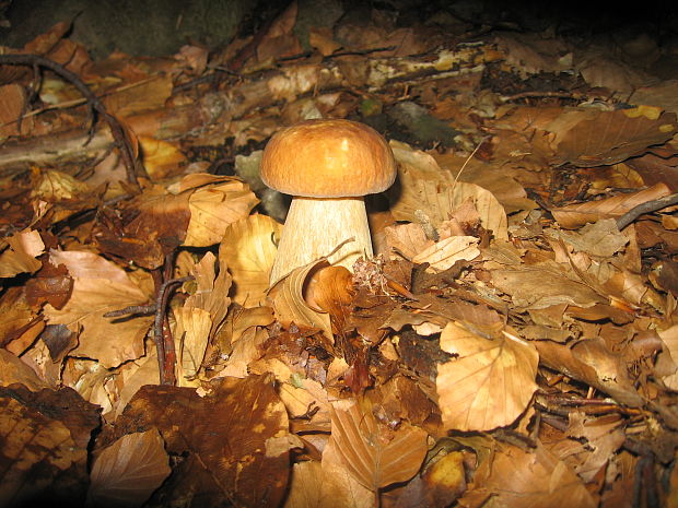 hríb dubový Boletus reticulatus Schaeff.