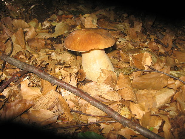 hríb dubový Boletus reticulatus Schaeff.