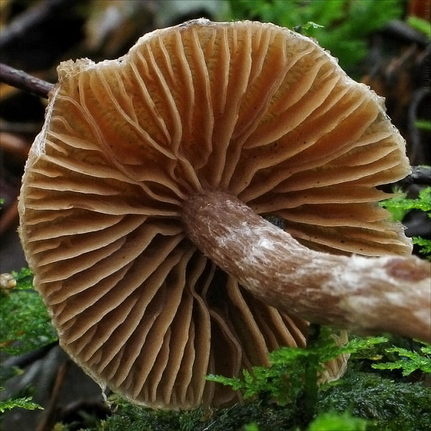 pavučinovec hnedastosivý Cortinarius cf.alnetorum (Velen.) M.M. Moser 1967