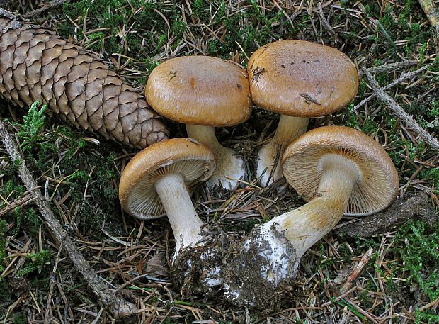 pavučinovec Cortinarius sp.