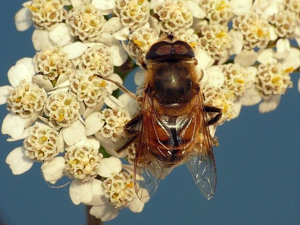 trúdovka obyčajná Eristalis tenax Linnaeus, 1758