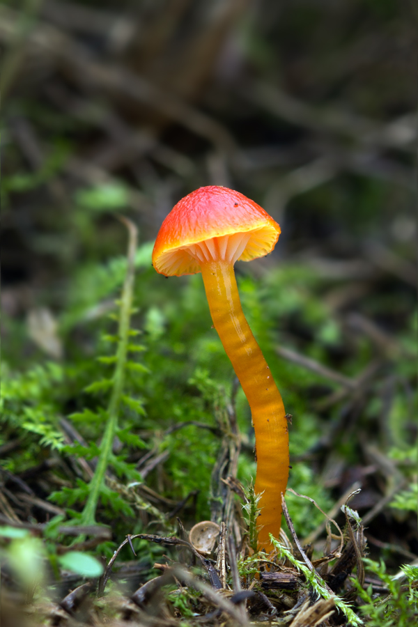 lúčnica blednúca Hygrocybe insipida (J.E. Lange ex S. Lundell) M.M. Moser