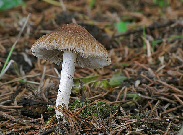 vláknica Inocybe sp.