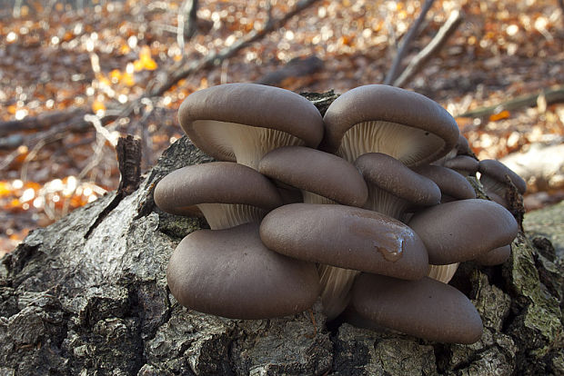 hliva ustricovitá Pleurotus ostreatus (Jacq.) P. Kumm.