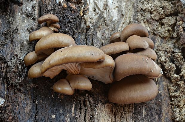 hliva ustricovitá Pleurotus ostreatus (Jacq.) P. Kumm.