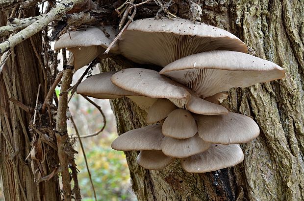 hliva ustricovitá Pleurotus ostreatus (Jacq.) P. Kumm.