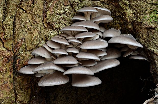 hliva ustricovitá Pleurotus ostreatus (Jacq.) P. Kumm.