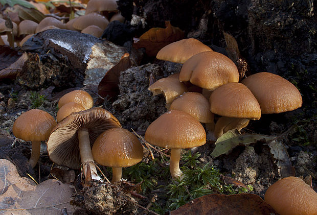 drobuľka Psathyrella sp.