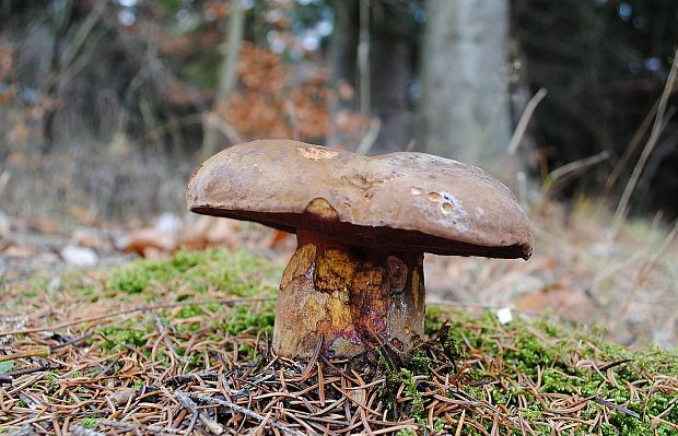 hríb zrnitohlúbikový Sutorius luridiformis (Rostk.) G. Wu & Zhu L. Yang