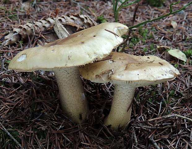 čírovka Joachimova Tricholoma joachimii Bon & A. Riva