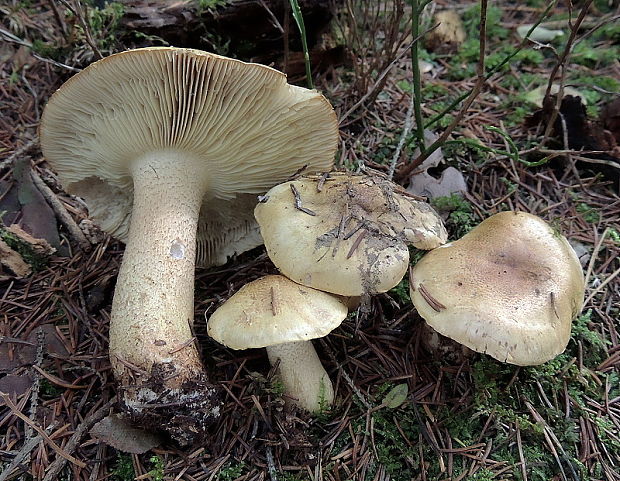 čírovka Joachimova Tricholoma joachimii Bon & A. Riva