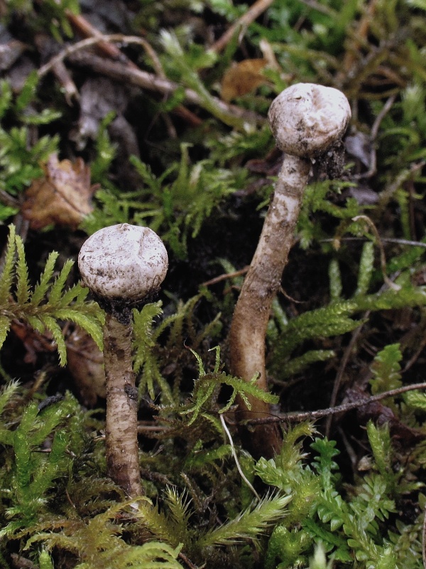 stopkovec Tulostoma sp.