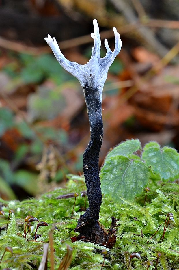 drevnatec parohatý Xylaria hypoxylon (L.) Grev.