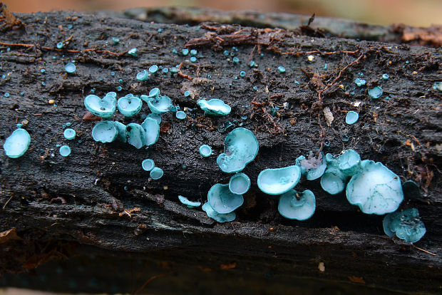 zelenica Chlorociboria sp.