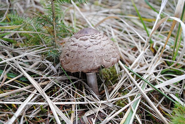 bedľa červenejúca Chlorophyllum rachodes (Vittad.) Vellinga