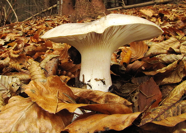 strmuľka inovaťová Clitocybe nebularis (Batsch) P. Kumm.