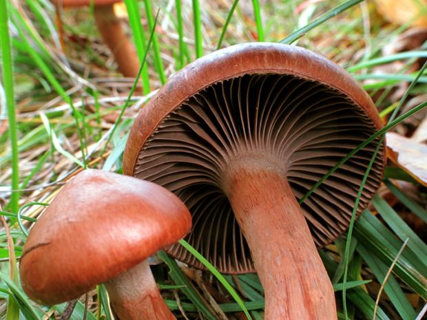 pavučinovec červenopásový Cortinarius armillatus (Fr.) Fr.