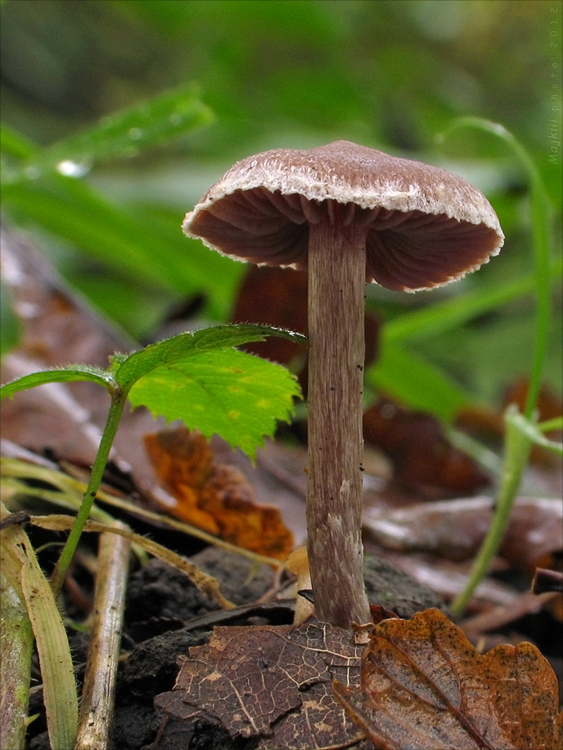 pavučinovec Cortinarius sp.