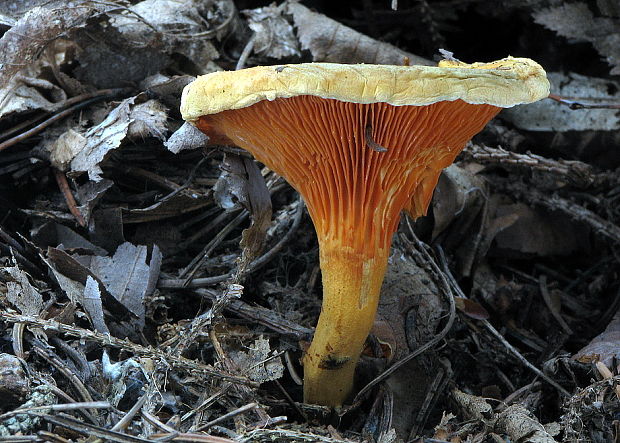 líška oranžová Hygrophoropsis aurantiaca (Wulfen) Maire