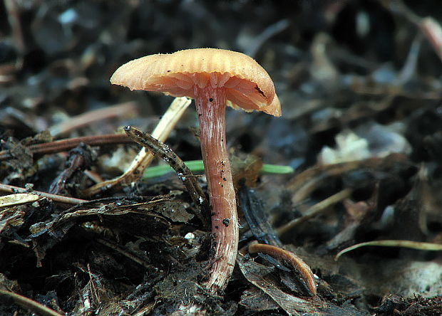 lakovka obyčajná Laccaria laccata (Scop.) Cooke