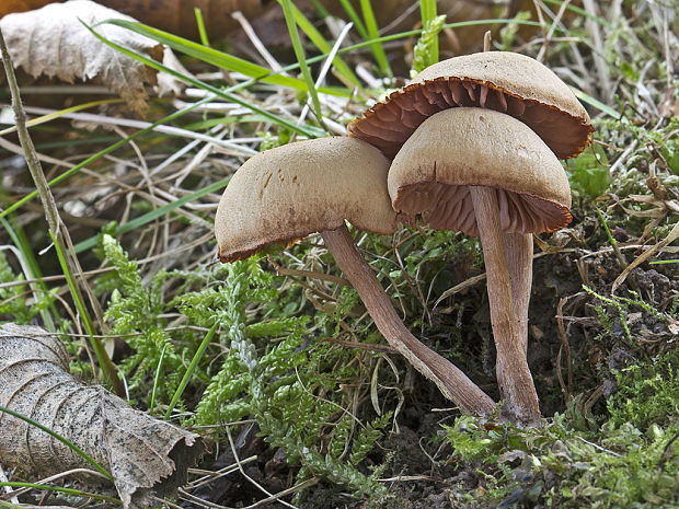 lakovka obyčajná Laccaria laccata (Scop.) Cooke