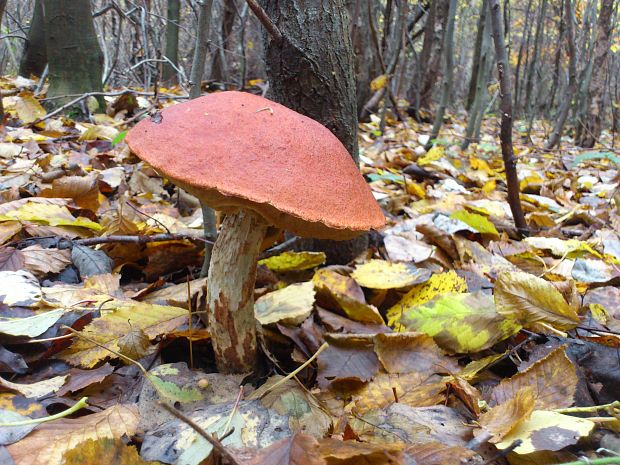 kozák osikový Leccinum albostipitatum den Bakker & Noordel.