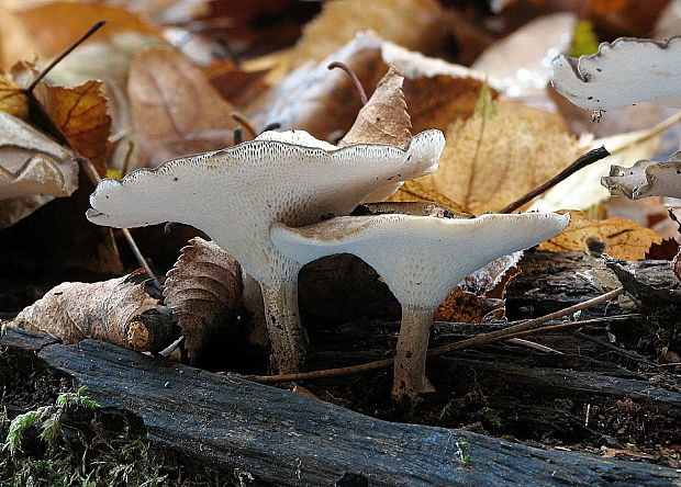 trúdnik zimný Lentinus brumalis (Pers.) Zmitr.