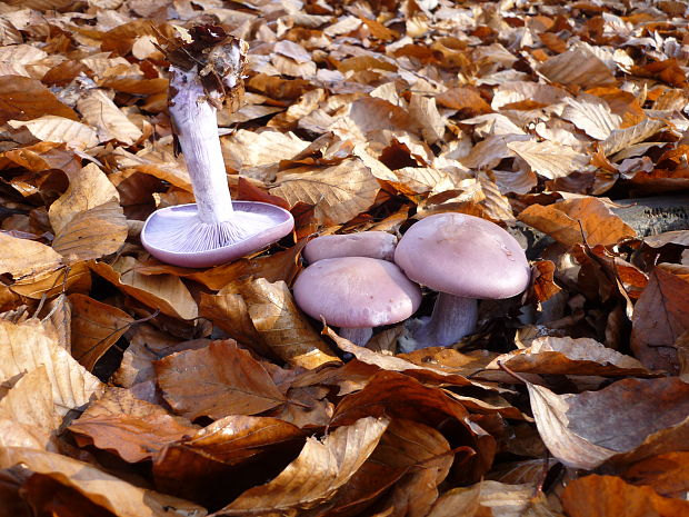 pôvabnica fialová Lepista nuda (Bull.) Cooke