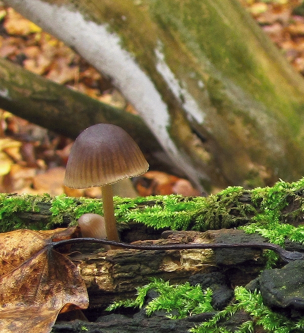 prilbička Mycena sp.