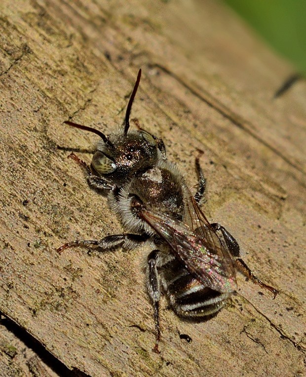 čalúnnica Osmia caerulescens