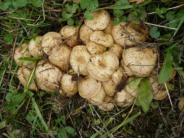 šupinovka gumová? Pholiota gummosa (Lasch) Singer