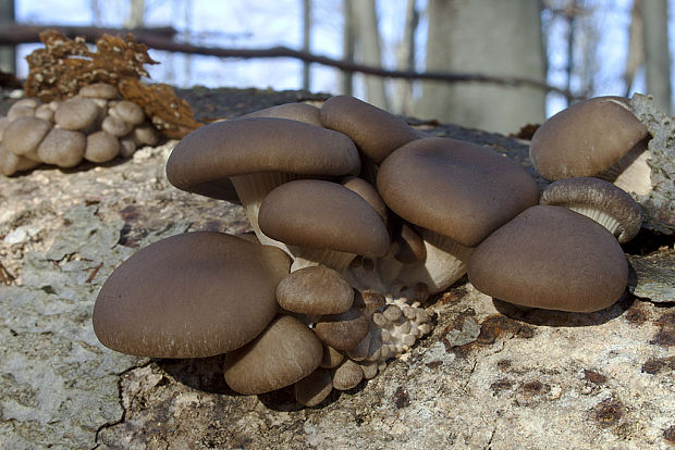 hliva ustricovitá Pleurotus ostreatus (Jacq.) P. Kumm.