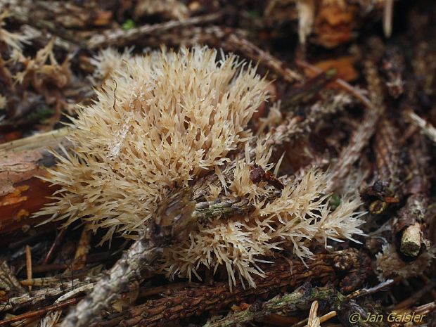 štetinačka bledookrová Pterula multifida (Chevall.) Fr.