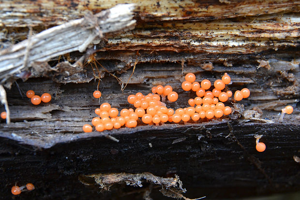 vlasnačka Trichia sp.