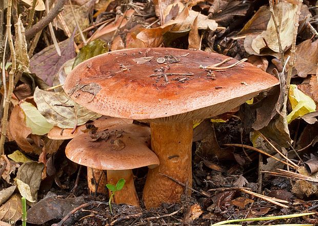 čírovka prstencová Tricholoma batschii Gulden