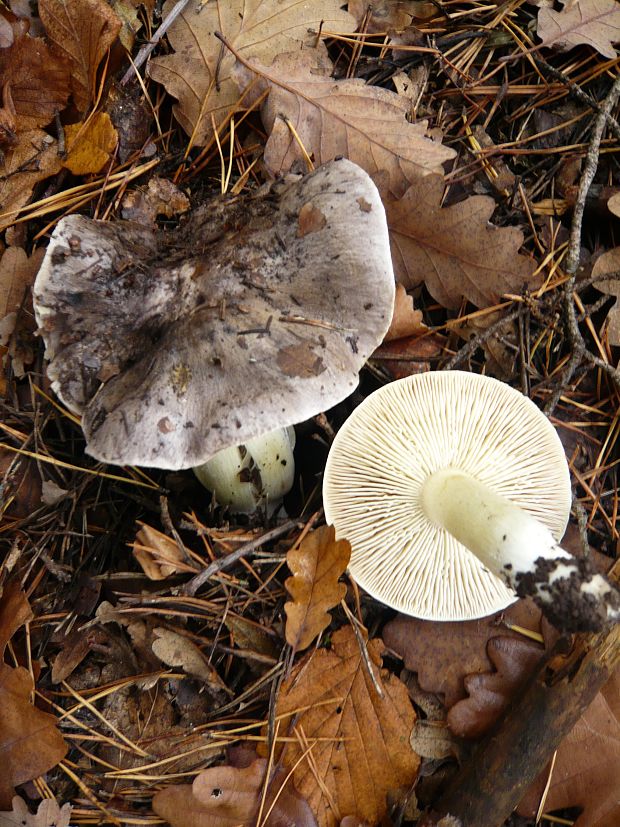 čírovka sivá Tricholoma portentosum (Fr.) Quél.