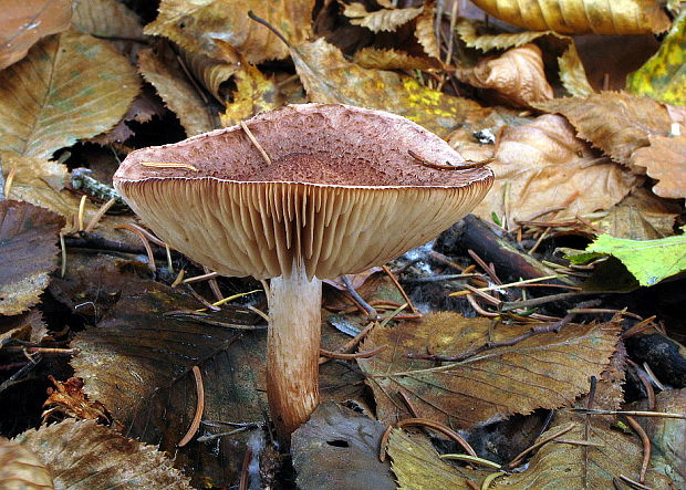 čírovka škridlicovitá Tricholoma vaccinum (Schaeff.) P. Kumm.