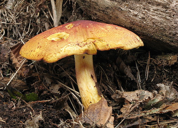 čírovec červenožltý Tricholomopsis rutilans (Schaeff.) Singer