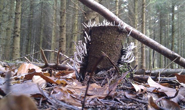 drevnatec parohatý Xylaria hypoxylon (L.) Grev.