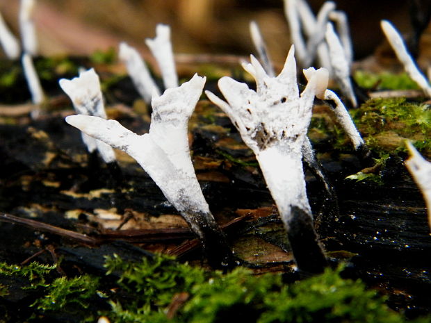 drevnatec parohatý Xylaria hypoxylon (L.) Grev.