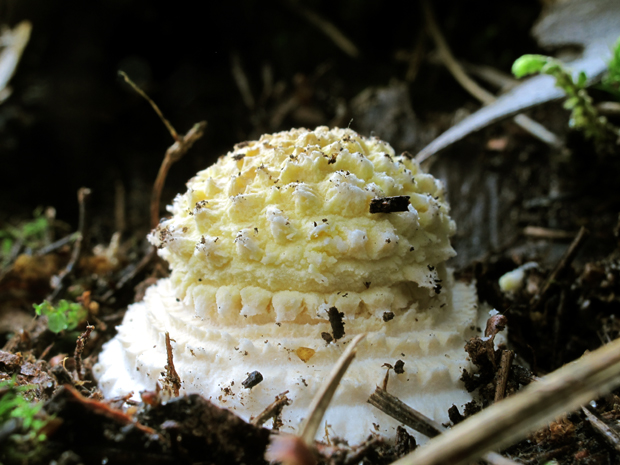 torta  / Amanita muscaria /