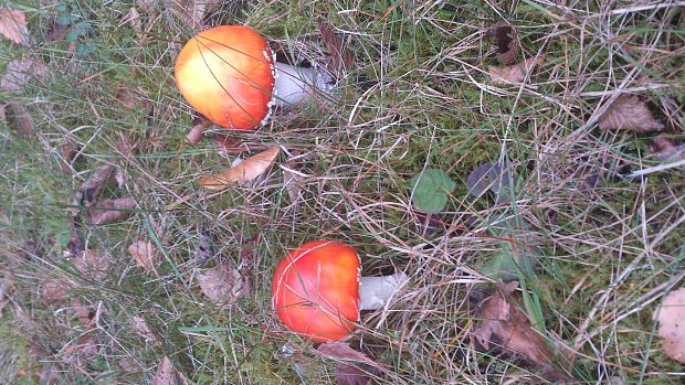 muchotrávka červená Amanita muscaria (L.) Lam.