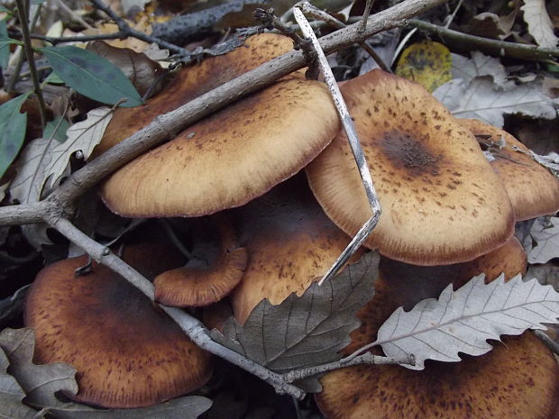 podpňovka obyčajná Armillaria mellea (Vahl) P. Kumm.