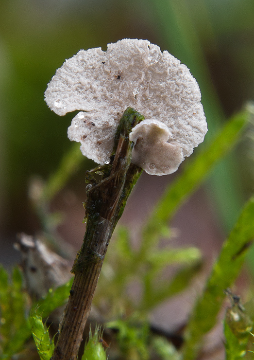 rebrovička Arrhenia sp.