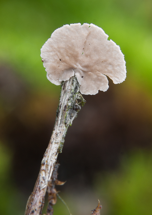 rebrovička Arrhenia sp.